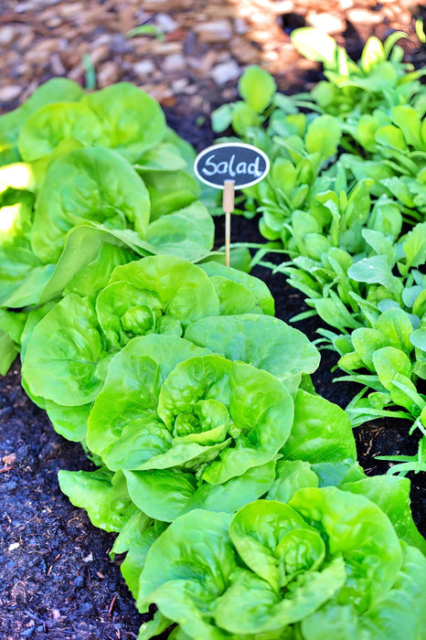 Coolguard, Lettuce, - BoxGardenSeedsLLC -Lettuce - Seeds