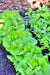 Coolguard, Lettuce, -- BoxGardenSeedsLLC -Lettuce - Seeds