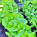 Coolguard, Lettuce, - BoxGardenSeedsLLC -Lettuce - Seeds