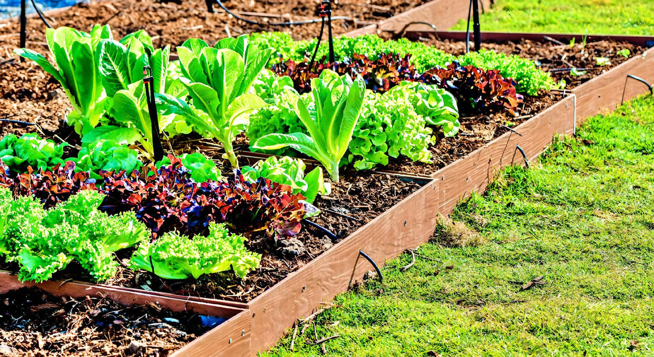 Coolguard, Lettuce, - BoxGardenSeedsLLC -Lettuce - Seeds