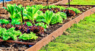 Coolguard, Lettuce, -- BoxGardenSeedsLLC -Lettuce - Seeds