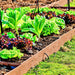 Coolguard, Lettuce, - BoxGardenSeedsLLC -Lettuce - Seeds