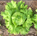 Coolguard, Lettuce, -- BoxGardenSeedsLLC -Lettuce - Seeds