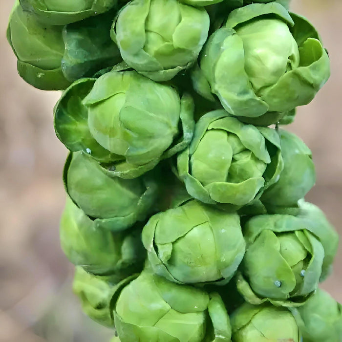 Long Island Improved, Brussel Sprouts, -- BoxGardenSeedsLLC -Broccoli,Cauliflower - Seeds