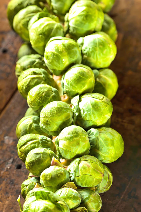 Long Island Improved, Brussel Sprouts, - BoxGardenSeedsLLC -Broccoli,Cauliflower - Seeds