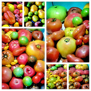 Super Surprise Mix, Tomato - BoxGardenSeedsLLC - Tomatoes,Tomatillos - Seeds - 