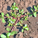 Green Purslane, Purslane - BoxGardenSeedsLLC -Gourmet/Native Greens - Seeds