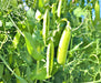 Amish Snap, Peas, -- BoxGardenSeedsLLC -Abundant Stock SALE - Seeds