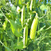 Amish Snap, Peas, - BoxGardenSeedsLLC -Abundant Stock SALE - Seeds