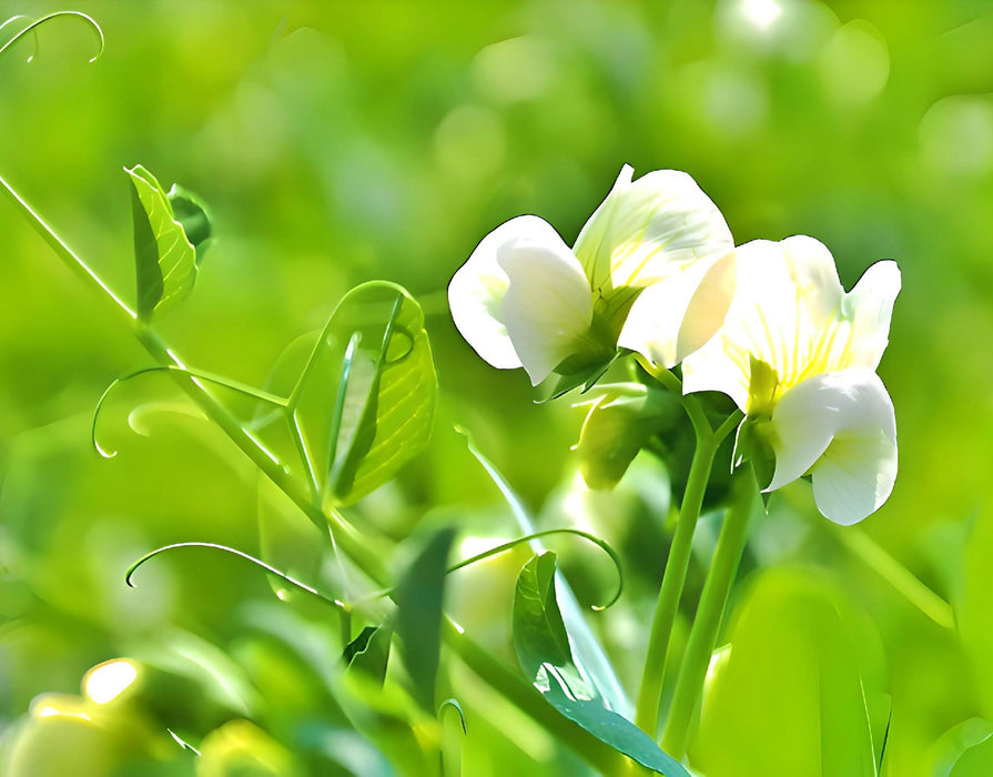 Amish Snap, Peas, - BoxGardenSeedsLLC -Abundant Stock SALE - Seeds