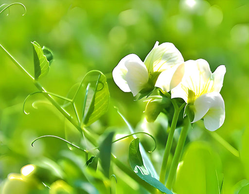 Amish Snap, Peas, -- BoxGardenSeedsLLC -Abundant Stock SALE - Seeds