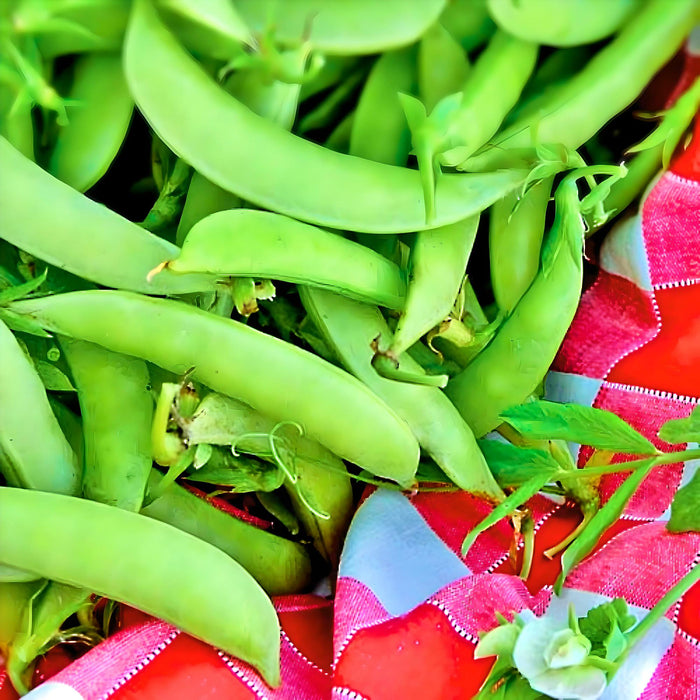 Amish Snap, Peas, -- BoxGardenSeedsLLC -Abundant Stock SALE - Seeds