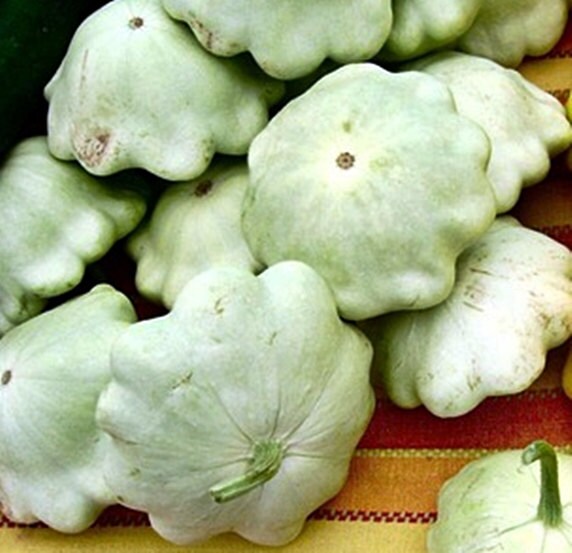 Bennings Green Tint Scallop, Summer Squash, -- BoxGardenSeedsLLC -Squash,Pumpkins - Seeds