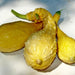 Crookneck, Summer Squash, - BoxGardenSeedsLLC -Squash,Pumpkins - Seeds