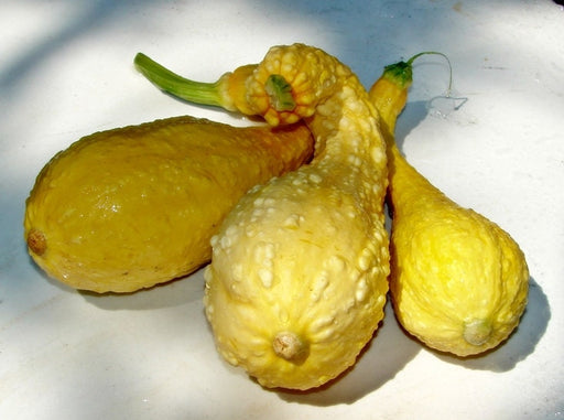 Crookneck, Summer Squash, -- BoxGardenSeedsLLC -Squash,Pumpkins - Seeds