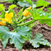 Fordhook Zucchini, Summer Squash, Heirloom Garden Seeds Open Pollinated Gardening Non-GMO - BoxGardenSeedsLLC -Squash,Pumpkins - Seeds