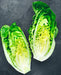 Little Caesar, Romaine Lettuce - BoxGardenSeedsLLC - Lettuce - Seeds - USA Seller, Thank you for shopping here today, Naturally Grown GMO Free Seeds, Heirloom Open Pollinated Seeds, Fresh Top Quality Premium Seeds