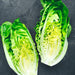 Little Caesar, Romaine Lettuce, - BoxGardenSeedsLLC -Lettuce - Seeds