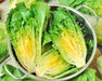 Little Caesar, Romaine Lettuce - BoxGardenSeedsLLC - Lettuce - Seeds - USA Seller, Thank you for shopping here today, Naturally Grown GMO Free Seeds, Heirloom Open Pollinated Seeds, Fresh Top Quality Premium Seeds