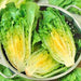 Little Caesar, Romaine Lettuce, - BoxGardenSeedsLLC -Lettuce - Seeds