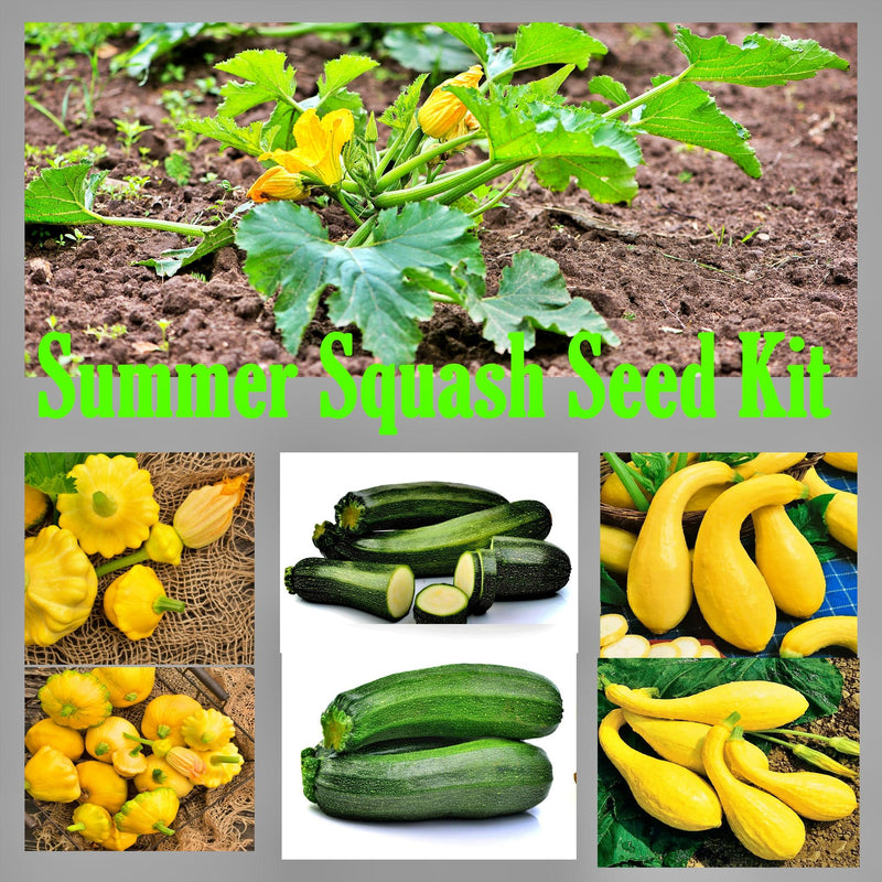 Summer Squash, Seed Collection - BoxGardenSeedsLLC - Squash,Pumpkins - Seeds - USA Seller, Thank you for shopping here today, Naturally Grown GMO Free Seeds, Heirloom Open Pollinated Seeds, Fresh Top Quality Premium Seeds