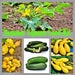 Summer Squash, Seed Kit, -- BoxGardenSeedsLLC -Squash,Pumpkins - Seeds