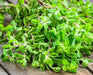 Sweet Marjoram, Herb - BoxGardenSeedsLLC - Culinary/Medicinal Herbs - Seeds - USA Seller, Thank you for shopping here today, Naturally Grown GMO Free Seeds, Heirloom Open Pollinated Seeds, Fresh Top Quality Premium Seeds
