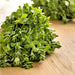 Sweet Marjoram, Herb, - BoxGardenSeedsLLC -Abundant Stock SALE - Seeds