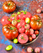 Super Surprise Mix, Tomato, -- BoxGardenSeedsLLC -Tomatoes,Tomatillos - Seeds