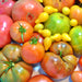 Super Surprise Mix, Tomato, - BoxGardenSeedsLLC -Tomatoes,Tomatillos - Seeds