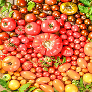 Super Surprise Mix, Tomato - BoxGardenSeedsLLC - Tomatoes,Tomatillos - Seeds - 