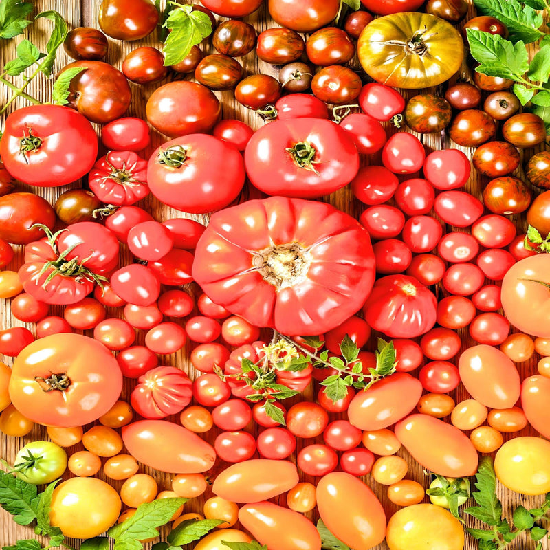 Super Surprise Mix, Tomato - BoxGardenSeedsLLC - Tomatoes,Tomatillos - Seeds - 
