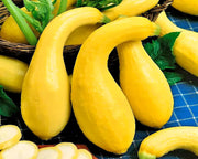 Summer Squash, Seed Collection - BoxGardenSeedsLLC - Squash,Pumpkins - Seeds - USA Seller, Thank you for shopping here today, Naturally Grown GMO Free Seeds, Heirloom Open Pollinated Seeds, Fresh Top Quality Premium Seeds