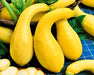 Summer Squash, Seed Kit, -- BoxGardenSeedsLLC -Squash,Pumpkins - Seeds