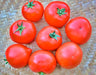 Spring King, Tomato, -- BoxGardenSeedsLLC -Tomatoes,Tomatillos - Seeds