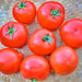 Spring King, Tomato, - BoxGardenSeedsLLC -Tomatoes,Tomatillos - Seeds