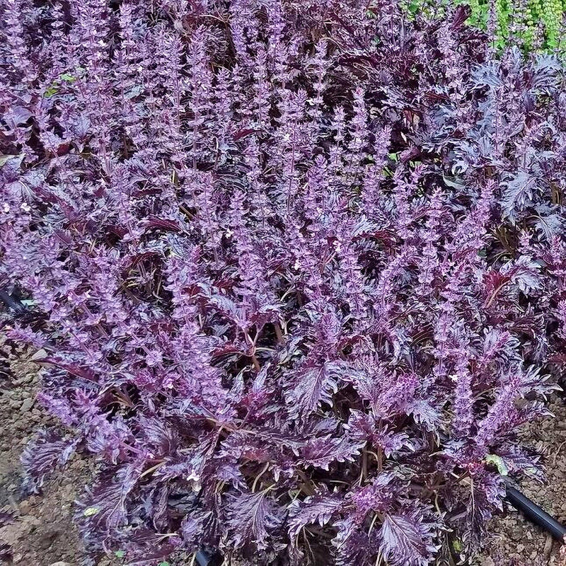 Opalescent, Basil - BoxGardenSeedsLLC - Culinary/Medicinal Herbs - Seeds - USA Seller, Thank you for shopping here today, Naturally Grown GMO Free Seeds, Heirloom Open Pollinated Seeds, Fresh Top Quality Premium Seeds