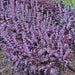 Opalescent, Basil, -- BoxGardenSeedsLLC -Culinary/Medicinal Herbs - Seeds