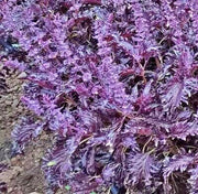 Opalescent, Basil - BoxGardenSeedsLLC - Culinary/Medicinal Herbs - Seeds - USA Seller, Thank you for shopping here today, Naturally Grown GMO Free Seeds, Heirloom Open Pollinated Seeds, Fresh Top Quality Premium Seeds