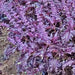 Opalescent, Basil, - BoxGardenSeedsLLC -Culinary/Medicinal Herbs - Seeds