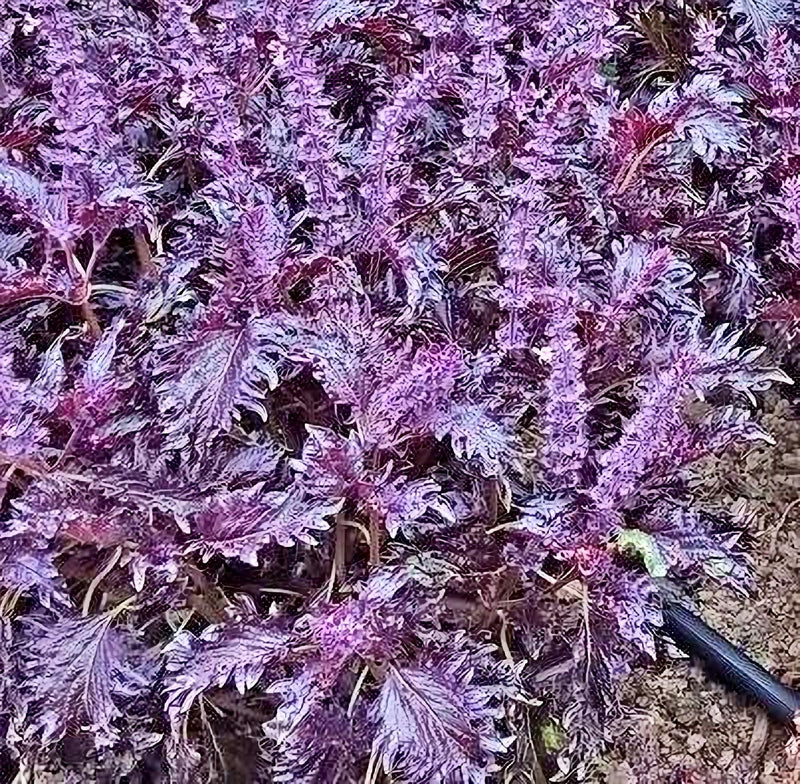 Opalescent, Basil - BoxGardenSeedsLLC - Culinary/Medicinal Herbs - Seeds - USA Seller, Thank you for shopping here today, Naturally Grown GMO Free Seeds, Heirloom Open Pollinated Seeds, Fresh Top Quality Premium Seeds