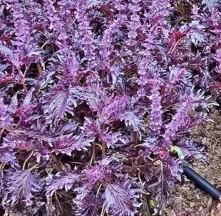 Opalescent, Basil - BoxGardenSeedsLLC -Culinary/Medicinal Herbs - Seeds