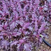 Opalescent, Basil, - BoxGardenSeedsLLC -Culinary/Medicinal Herbs - Seeds