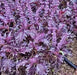 Opalescent, Basil, -- BoxGardenSeedsLLC -Culinary/Medicinal Herbs - Seeds