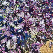 Opalescent, Basil - BoxGardenSeedsLLC - Culinary/Medicinal Herbs - Seeds - USA Seller, Thank you for shopping here today, Naturally Grown GMO Free Seeds, Heirloom Open Pollinated Seeds, Fresh Top Quality Premium Seeds