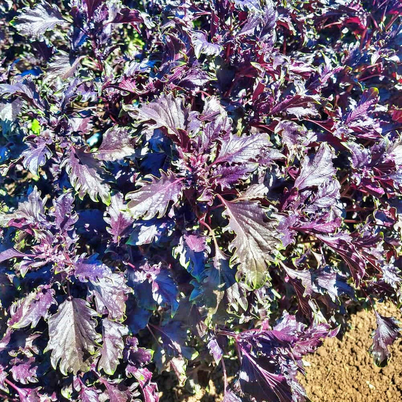 Opalescent, Basil - BoxGardenSeedsLLC - Culinary/Medicinal Herbs - Seeds - USA Seller, Thank you for shopping here today, Naturally Grown GMO Free Seeds, Heirloom Open Pollinated Seeds, Fresh Top Quality Premium Seeds