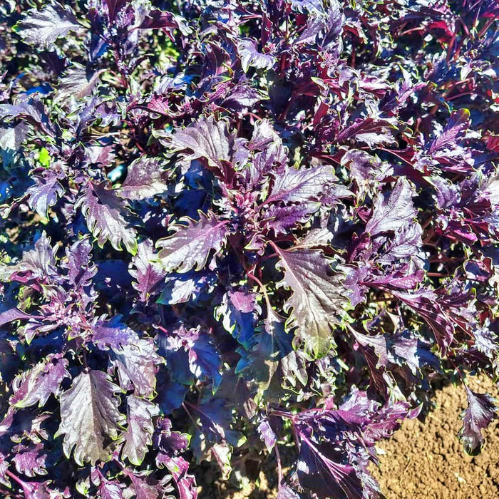 Opalescent, Basil - BoxGardenSeedsLLC -Culinary/Medicinal Herbs - Seeds