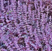 Opalescent, Basil - BoxGardenSeedsLLC - Culinary/Medicinal Herbs - Seeds - USA Seller, Thank you for shopping here today, Naturally Grown GMO Free Seeds, Heirloom Open Pollinated Seeds, Fresh Top Quality Premium Seeds