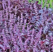 Opalescent, Basil - BoxGardenSeedsLLC - Culinary/Medicinal Herbs - Seeds - USA Seller, Thank you for shopping here today, Naturally Grown GMO Free Seeds, Heirloom Open Pollinated Seeds, Fresh Top Quality Premium Seeds