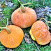 Lower Salmon River, Winter Squash, - BoxGardenSeedsLLC -Squash,Pumpkins - Seeds